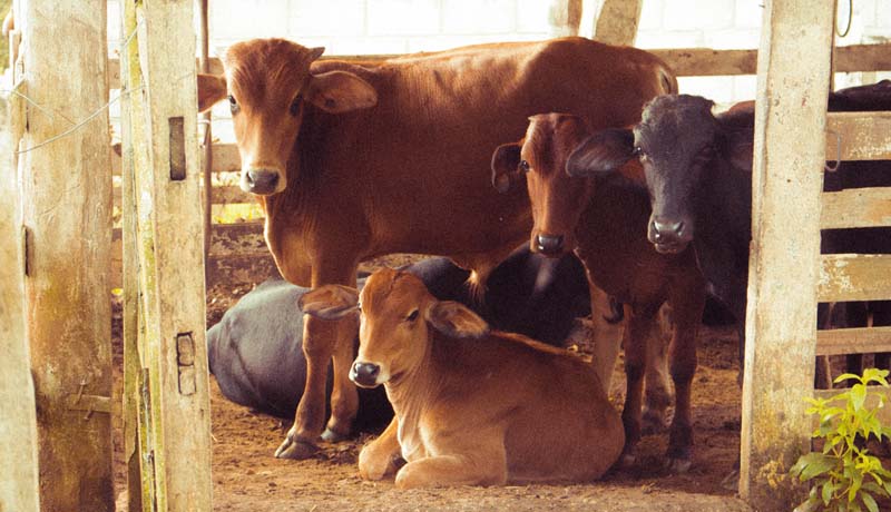 Inseminação em vacas como evitar perdas com a técnica